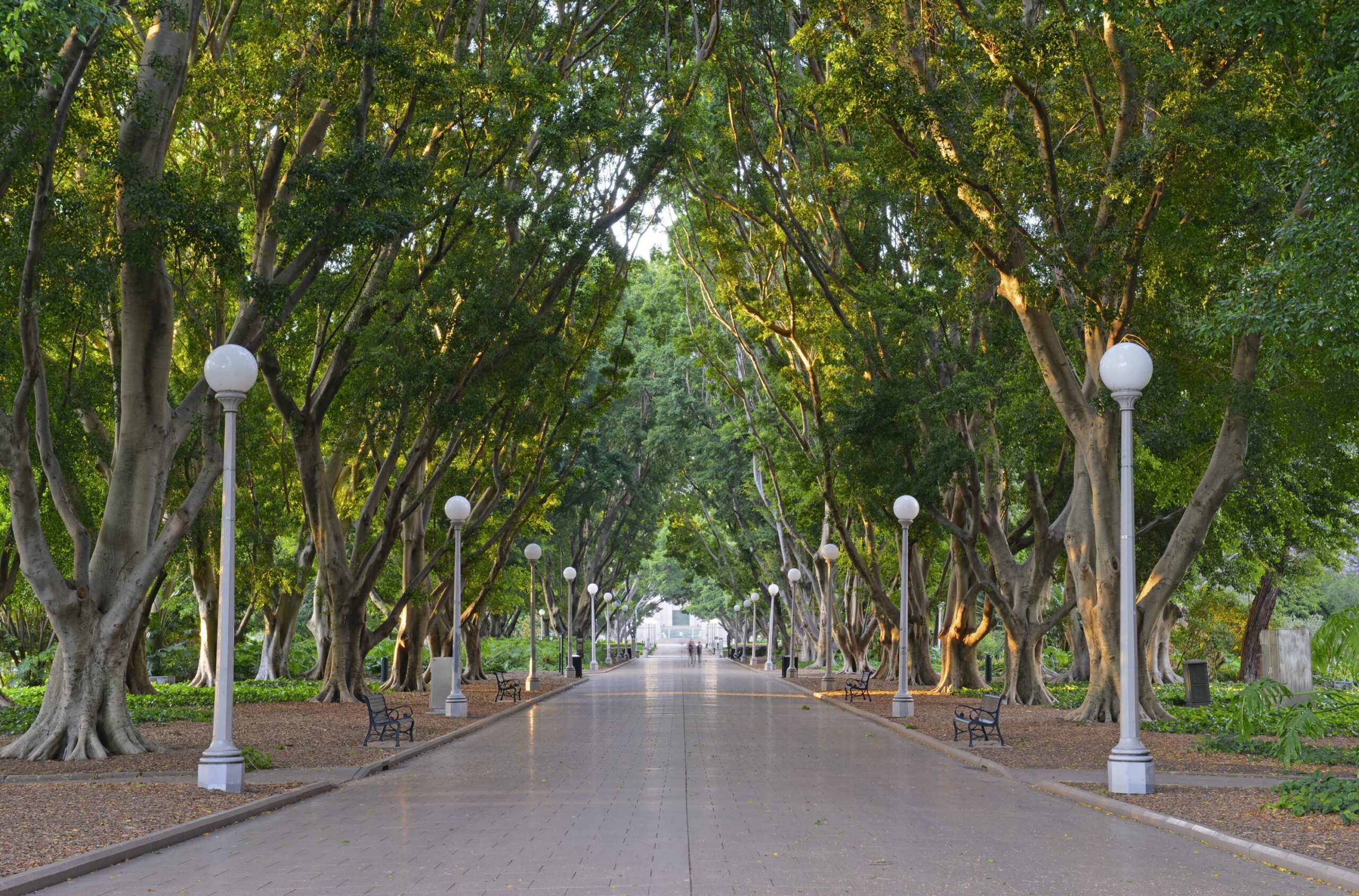 Tree retention: challenging yet crucial to achieving Sydney’s canopy goals