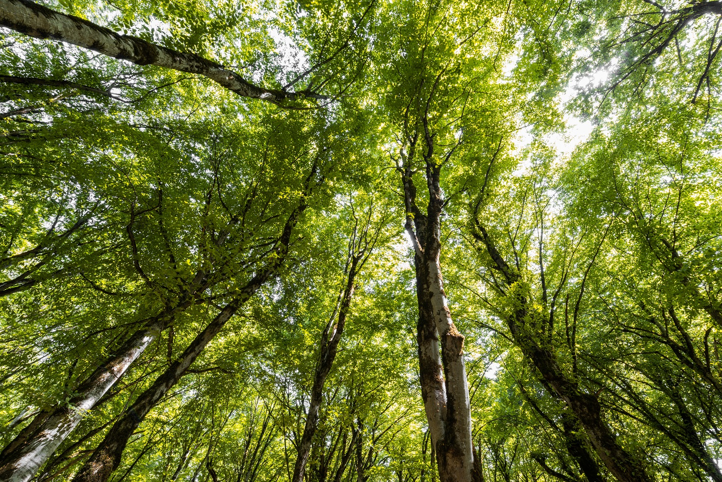 Setting targets for urban greening