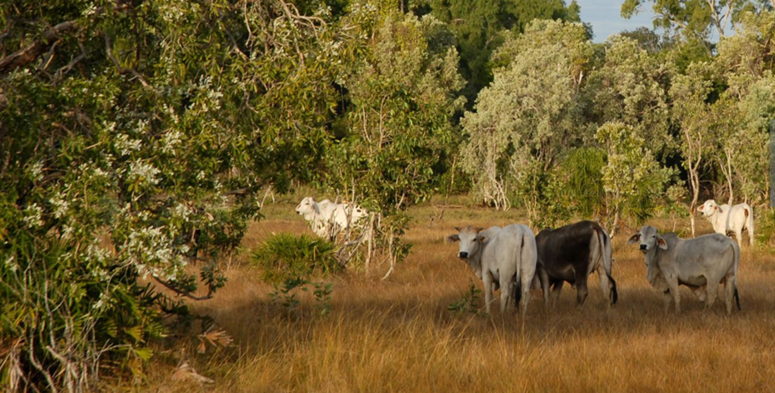 Grazing Resilience and Sustainable Solutions (GRASS) program evaluation